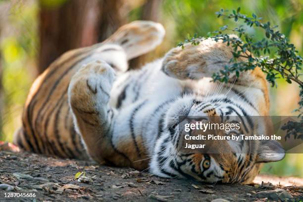 tigress on her back - tigre siberiano fotografías e imágenes de stock