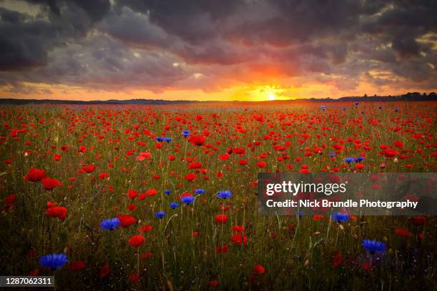 a sea of red - remembrance sunday photos et images de collection