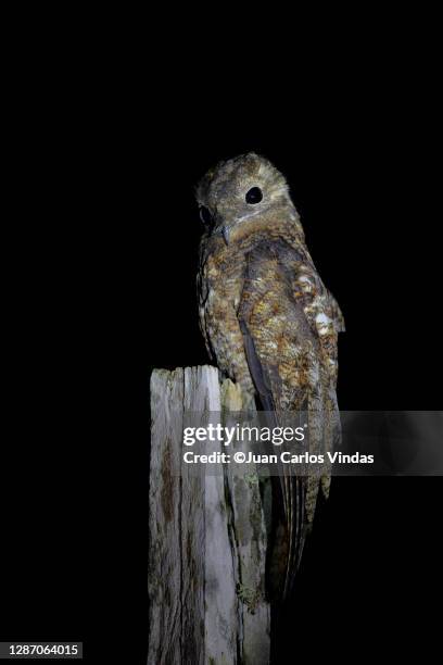 great potoo - great potoo nyctibius grandis stock pictures, royalty-free photos & images