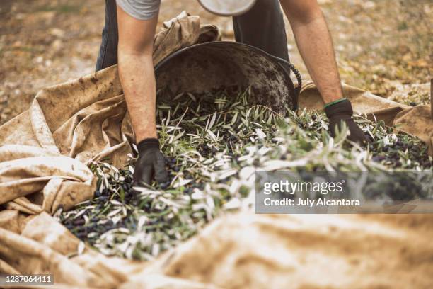 mann sammelt schwarze oliven in einen korb - tradition unternehmen stock-fotos und bilder
