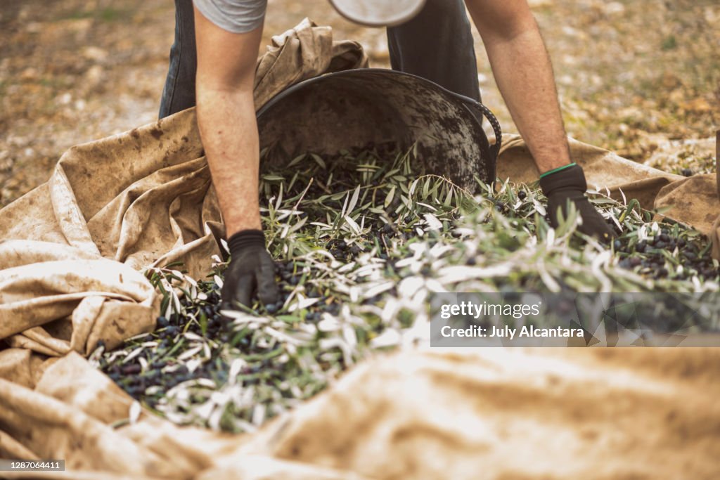 黒いオリーブをバスケットに集める男