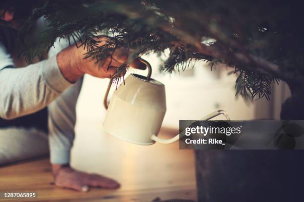 male hands water a potted christmas tree - christmas trees stock pictures, royalty-free photos & images