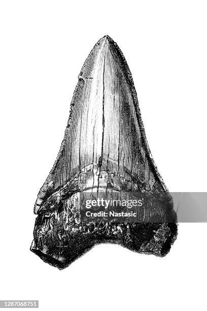 carcharodon megalodon tooth - megalodon stock illustrations