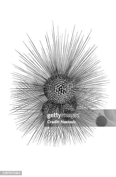 living globigerina planktonic - radiolaria stock illustrations