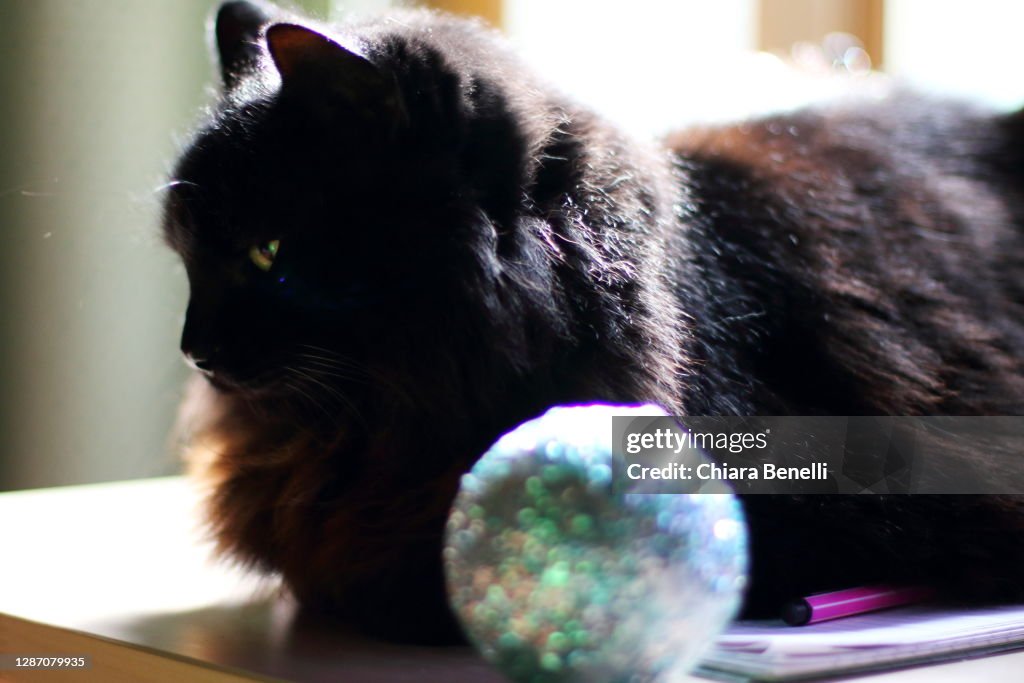 Long haired black cat with christmas ball