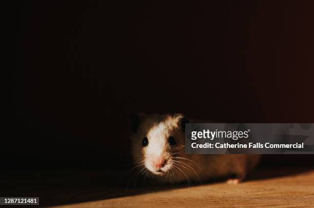 white syrian hamster peeking out of shadows - gerbo fotografías e imágenes de stock