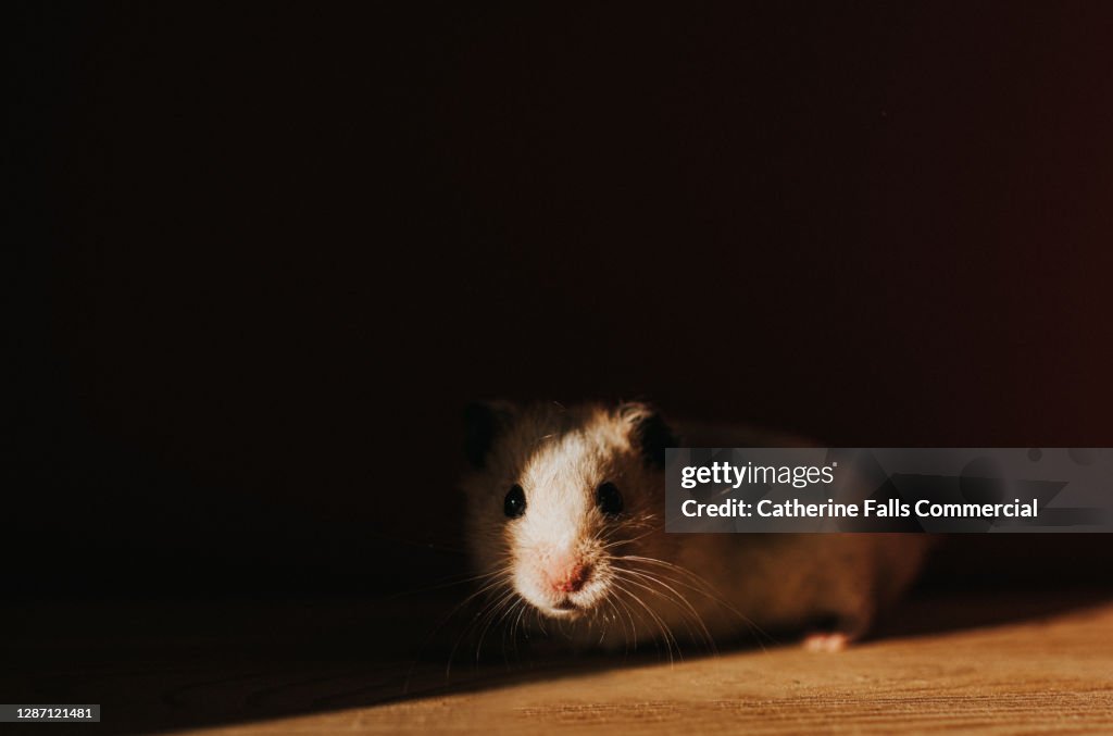 White Syrian Hamster peeking out of shadows