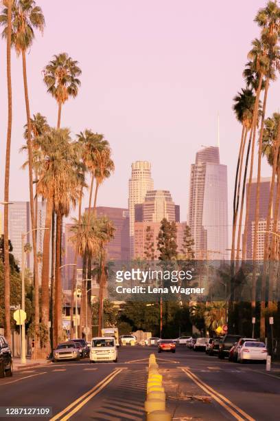 palm tree lined street toward downtown los angeles - los angeles photos et images de collection