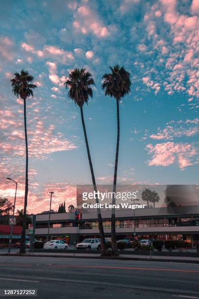 palm trees against west hollywood city sunset - west hollywood california stock-fotos und bilder