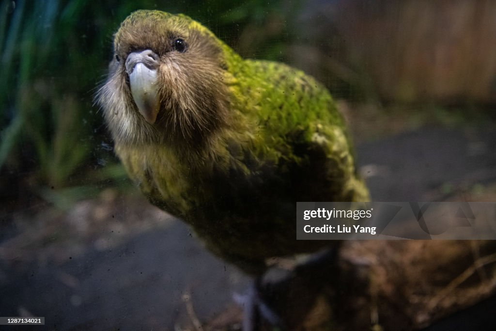 Kakapo