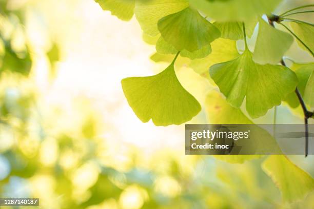 close up of ginkgo leaves - kellygrön bildbanksfoton och bilder