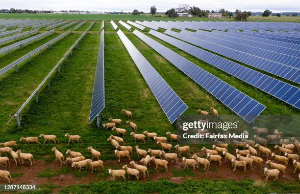 Sheep grazier, Tom Warren, has a 55-hectare array of solar panels on his farm near Dobbo, in Western NSW, June 23, 2020. Unlike neighbouring farms,...