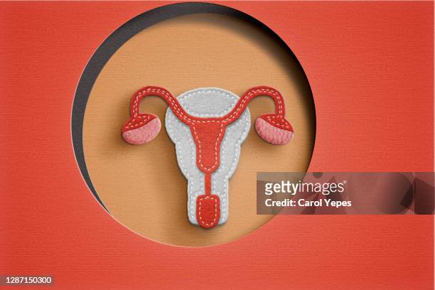female reproductive system on paper work - eisprung stock-fotos und bilder
