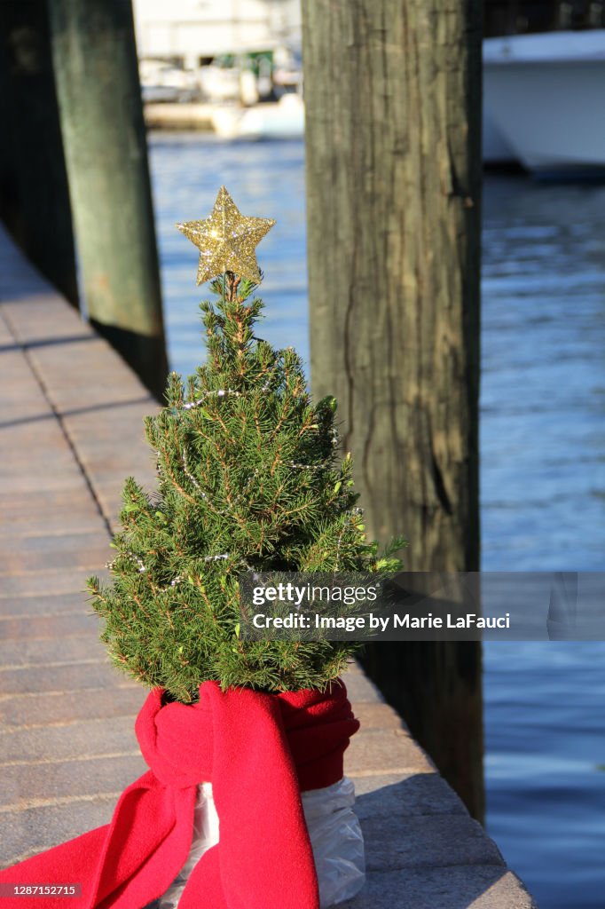 Real Christmas tree on a boat dock