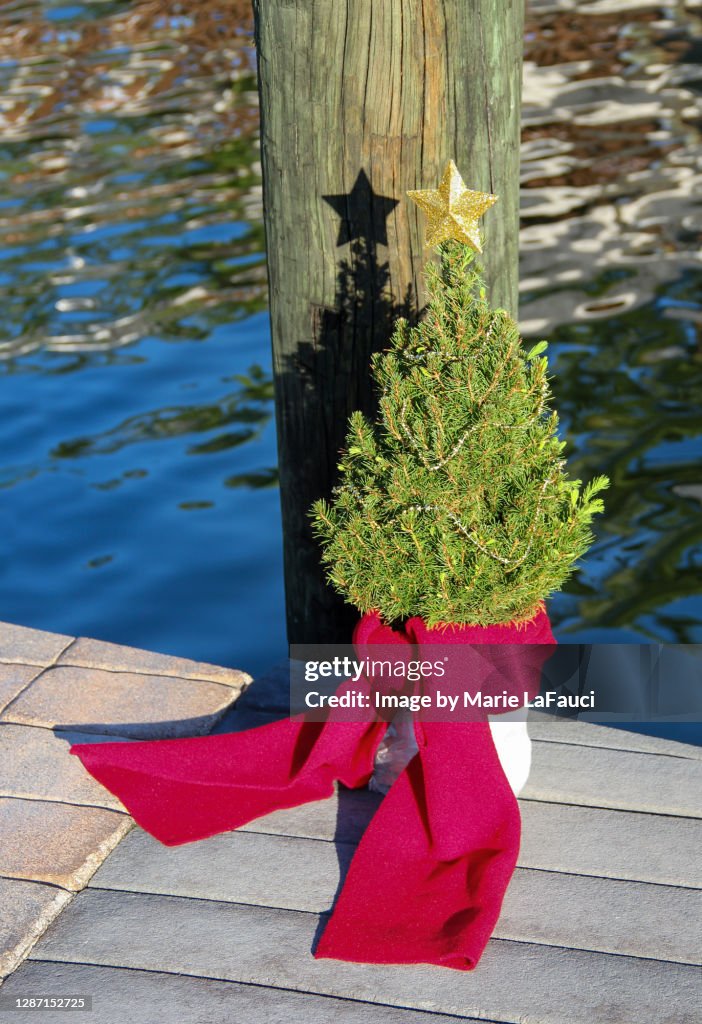 Real Christmas tree on a boat dock