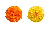 beautiful orange and yellow marigold flowers isolated on white background Indian flowers for traditional functions pongal, diwali, marriage, ayudha pooja