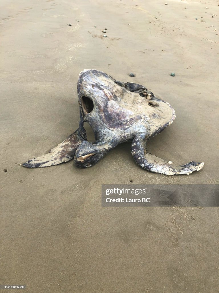 Dead sea turtle in the beach