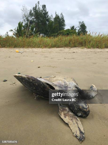 1,677 Dead Sea Animals Photos and Premium High Res Pictures - Getty Images 1,677 Dead Sea Animals Photos and Premium High Res Pictures - Getty Images