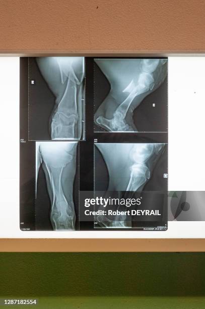 Radiographie d'une fracture d'une patte d'un bovin avant une opération à l'école vétérinaire Vetagro le 20 janvier 2011 à Marcy-l'Etoile, France.