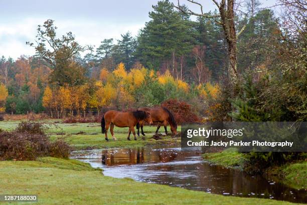 new forest ponies grazing in the autumn sunshine in the new forest national park, hampshire, england - hampshire england 個照片及圖片檔