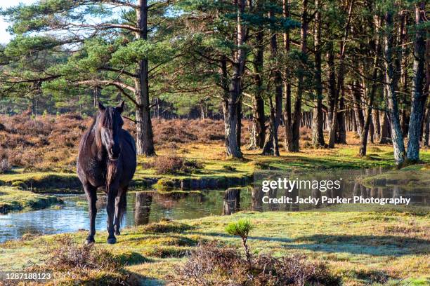 a black new forest pony enjoying the autumn sunshine by a stream - hampshire stockfoto's en -beelden