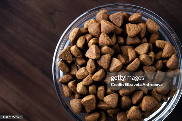 balanced dry pet food - cat on top of dog stock pictures, royalty-free photos & images