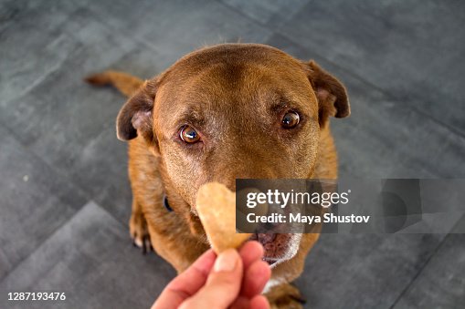 Labrador getting a cookie. Labrador getting a cookie.