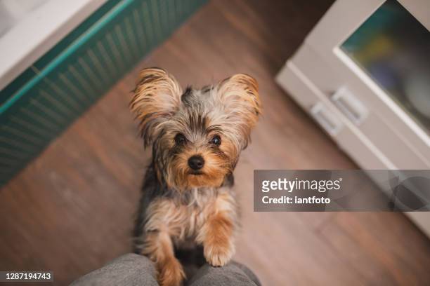 purebred yorkshire terrier dog in the bathroom. - yorkshire terrier playing stock pictures, royalty-free photos & images