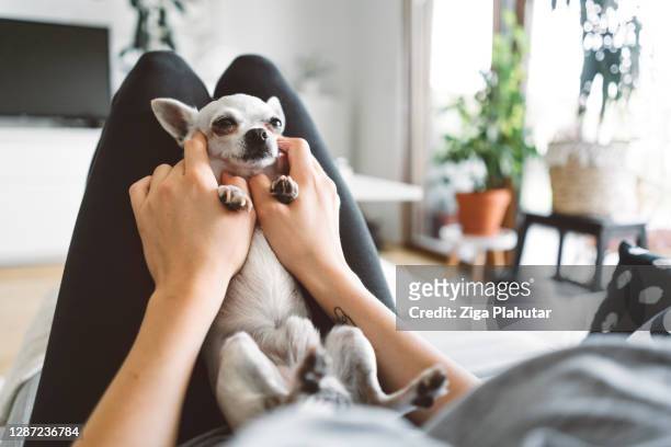 chihuahua massage - chihuahua love stock pictures, royalty-free photos & images