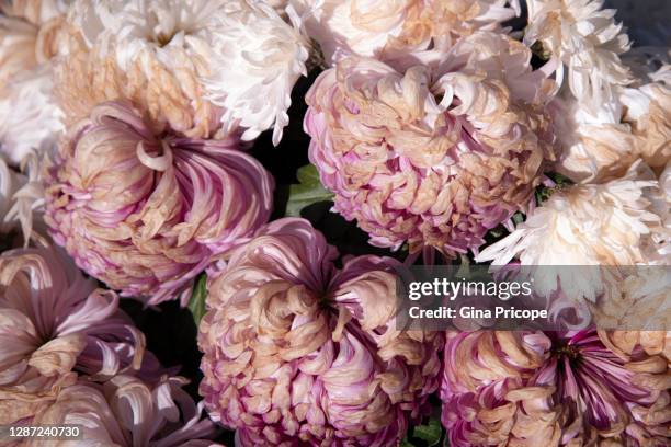 pink chrysanthemum - flower head stock pictures, royalty-free photos & images