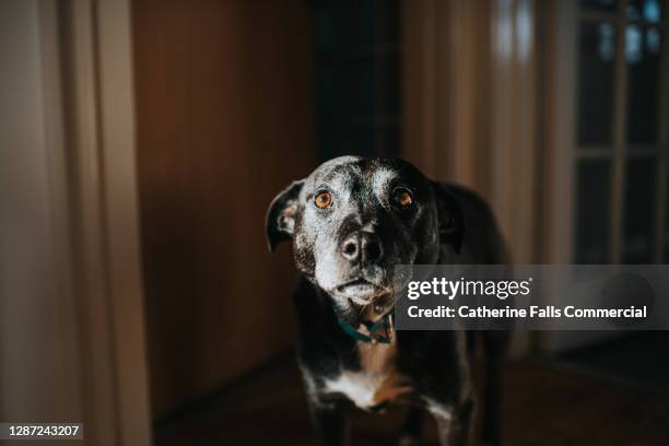 calm scene of a black dog obscured in shadow, with face slightly illuminated - emotional series stock pictures, royalty-free photos & images