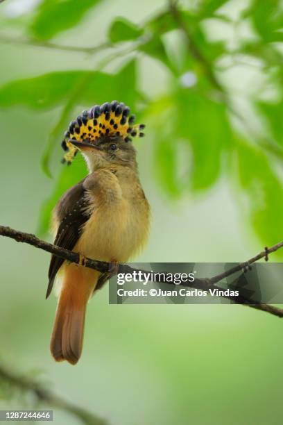 royal flycatcher - ramos real imagens e fotografias de stock