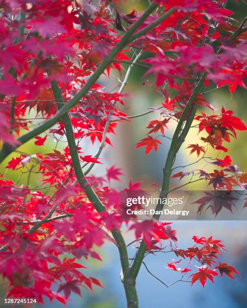 4,824 Canadian Maple Leaf Stock Photos, High-Res Pictures, and Images ...