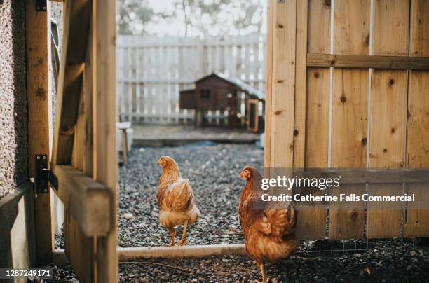 two brown chickens walking towards their coop - kippenhok stockfoto's en -beelden