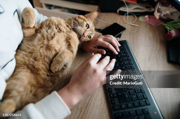 een desktopcomputer met een kat gebruiken - cat laptop stockfoto's en -beelden