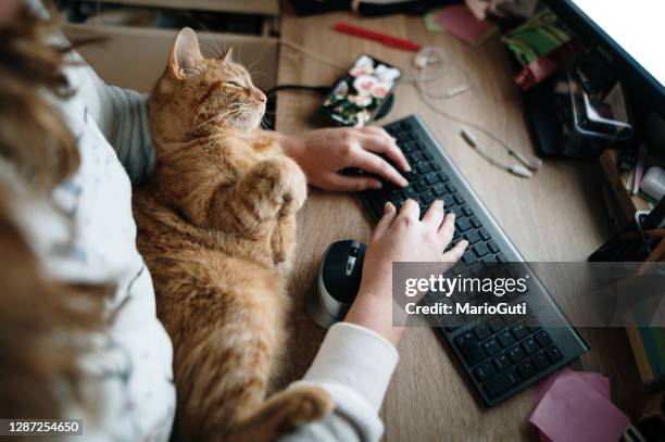 een desktopcomputer met een kat gebruiken - cat laptop stockfoto's en -beelden