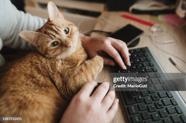 Computing Cat Cat Computer Mouse Photos and Premium High Res Pictures - Getty Images