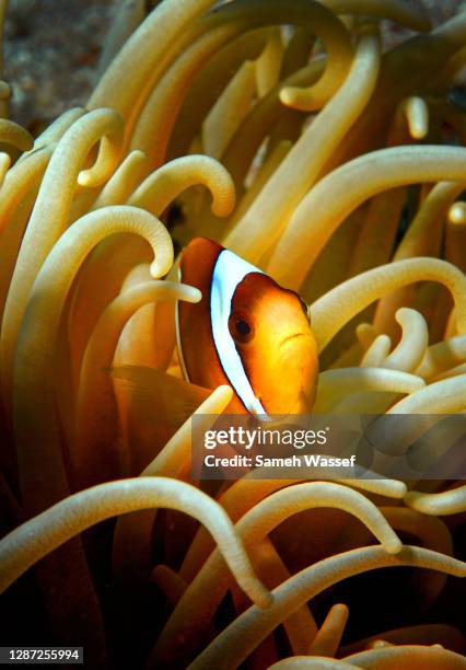 red sea clownfish - clownfish stock pictures, royalty-free photos & images