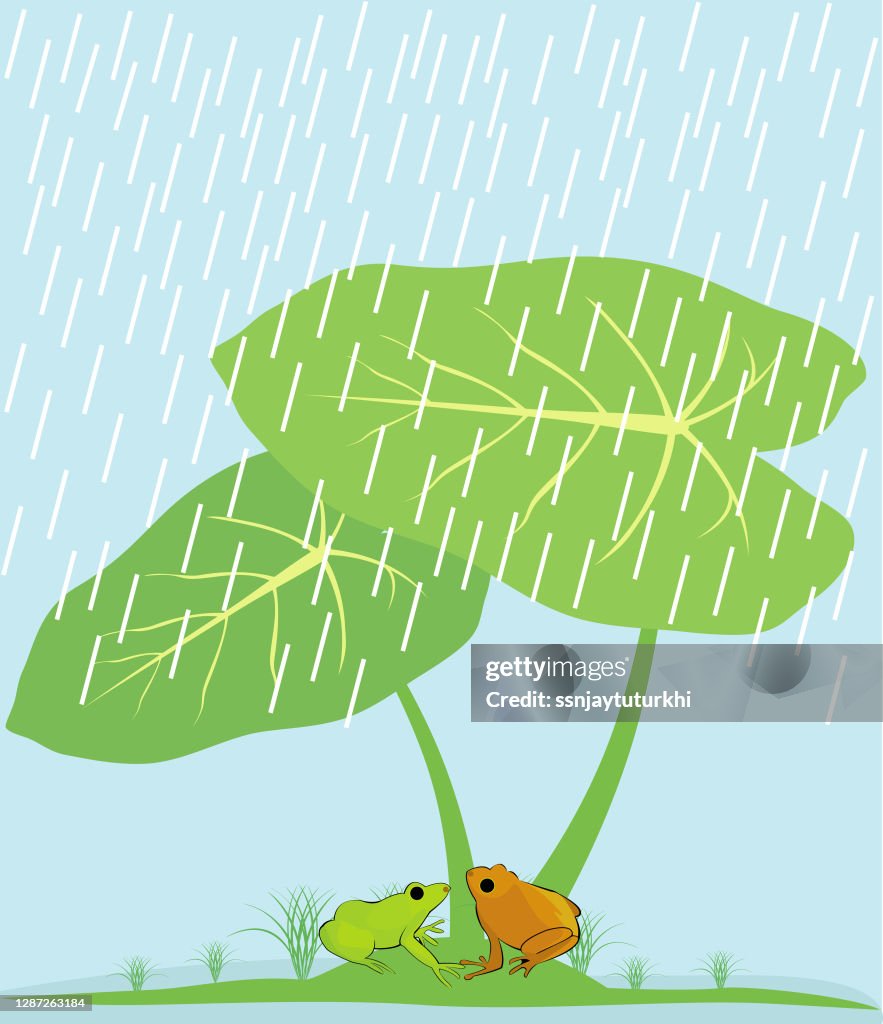 Colocasia esculenta,taro leaves,