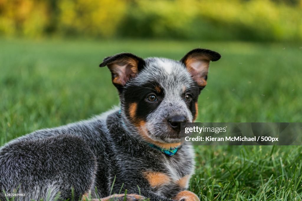 Portrait of puppy sitting on grass