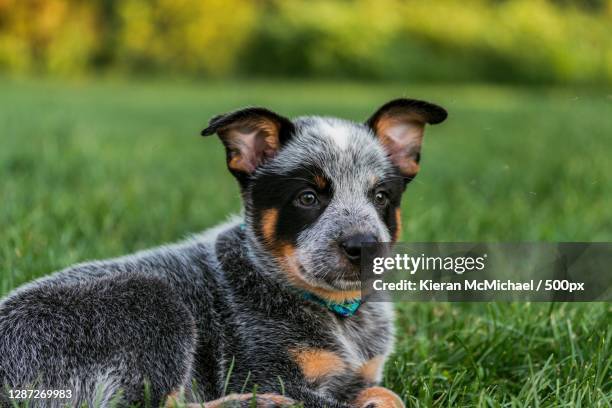 portrait of puppy sitting on grass - australian cattle dog stockfoto's en -beelden