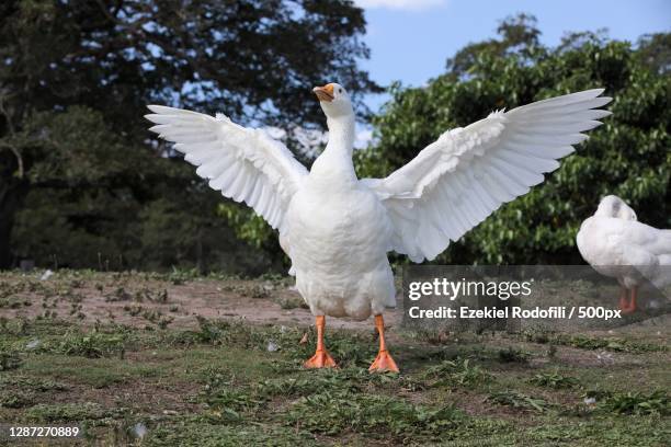 close-up of birds perching on field,centennial park,new south wales,australia - goose fotografías e imágenes de stock