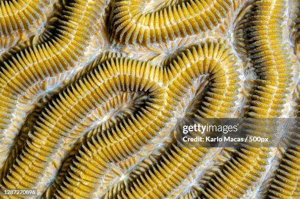 full frame shot of caterpillar,grand cayman,cayman islands - brain coral stock pictures, royalty-free photos & images