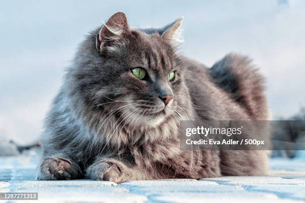 close-up of cat sitting on snow - siberian cat stock pictures, royalty-free photos & images