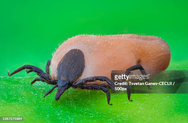 close-up of spider on leaf - lyme disease bite stockfoto's en -beelden