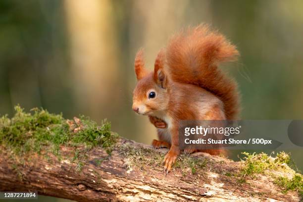 close-up of squirrel on tree,isle of wight,england,united kingdom,uk - キタリス ストックフォトと画像