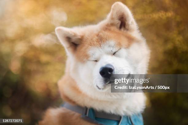 close-up of dog on field - akita inu stock pictures, royalty-free photos & images