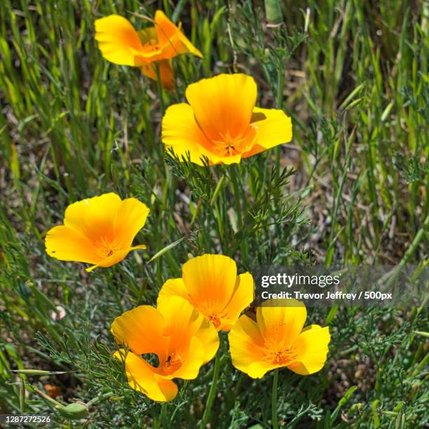 close-up of yellow flowering plant on field,thousand oaks,california,united states,usa - poppy plant stock-fotos und bilder