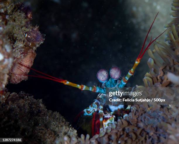 close-up of fish swimming in sea,mozambique - mantis shrimp stock pictures, royalty-free photos & images