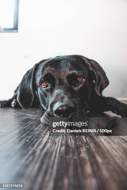 close-up portrait of black dog,dunkerque,france - black lab stock pictures, royalty-free photos & images